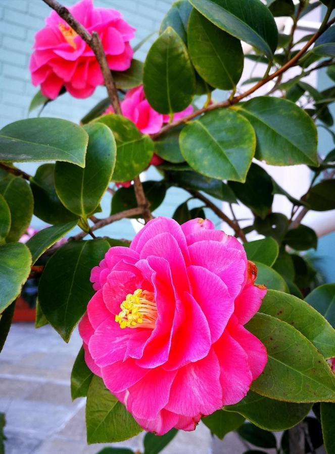 Il Giardino All'Angolo Villacidro Buitenkant foto