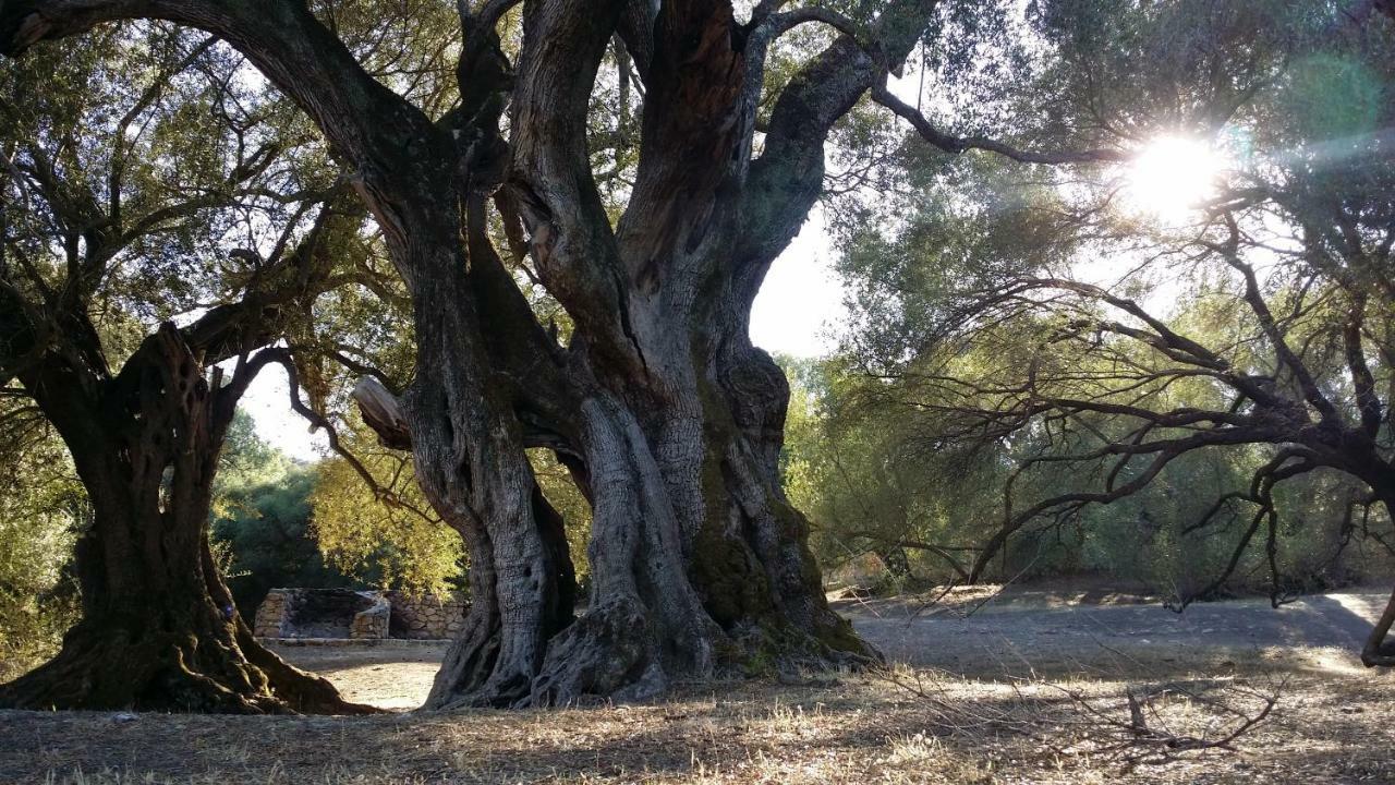 Il Giardino All'Angolo Villacidro Buitenkant foto
