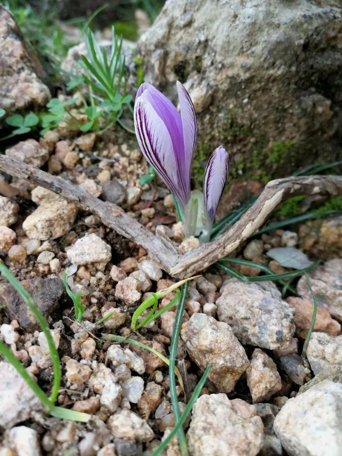 Il Giardino All'Angolo Villacidro Buitenkant foto